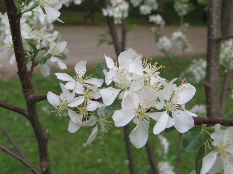 Toringo Apfel (Malus toringo) (2)